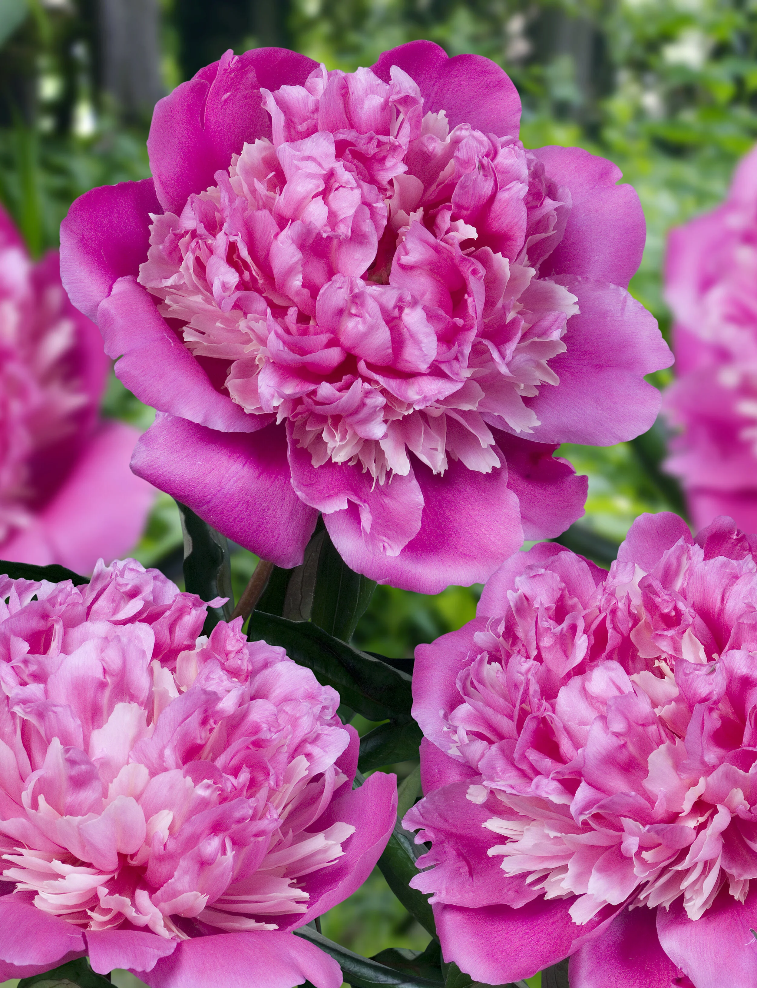 Paeonia lactiflora